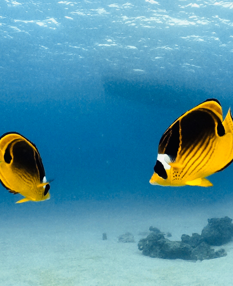 黄色い魚が二匹で泳いでいる様子