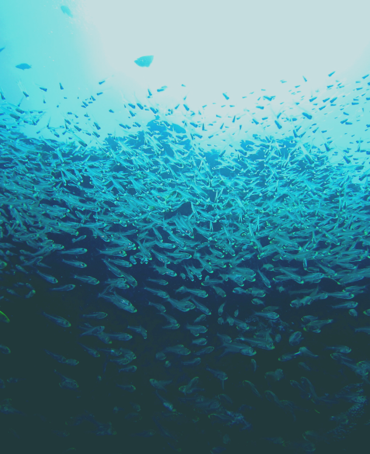 魚群が泳ぐ様子