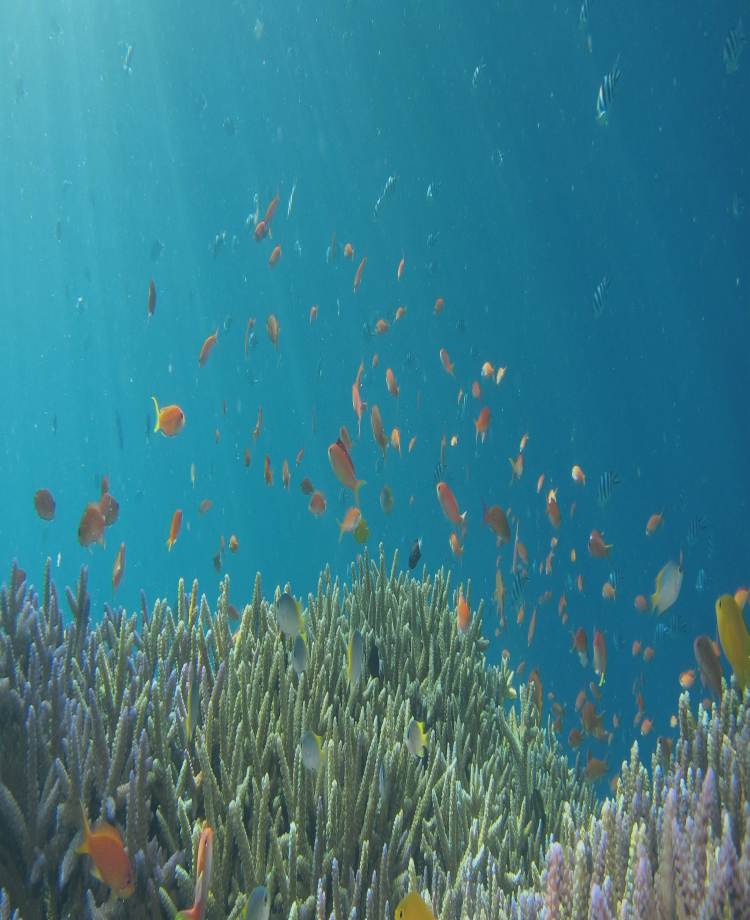 珊瑚に集まる熱帯魚の様子